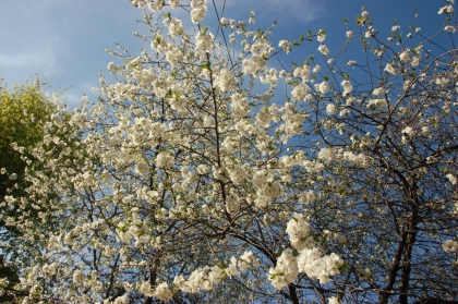 Cerisier en fleur