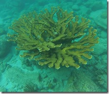 Plonge Cousteau (2)