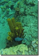 Plonge Cousteau (3)