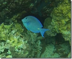 Plonge Cousteau (7)