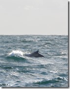 Baleines Samana depart (2)