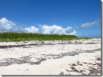 Green Turtle Cay (6)